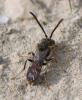 Nomada sp.